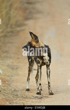 African cane selvatico (verniciato Dog) (Lycaon pictus), Foto Stock