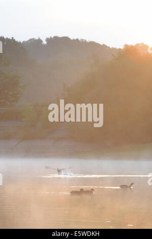 Bewl acqua, Ticehurst, East Sussex, Regno Unito. Il 7 agosto, 2014. Meteo: Early Morning mist sorge su Bewl sul Kent e Sussex confine. Credito: David Burr/Alamy Live News Foto Stock