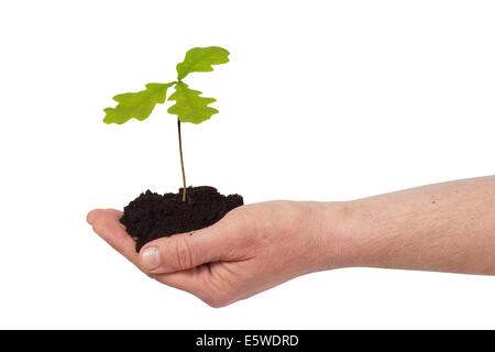 La mano con il giovane albero di quercia Foto Stock