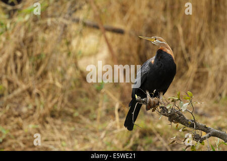 African Darter (Anhinga rufa), maschio Foto Stock