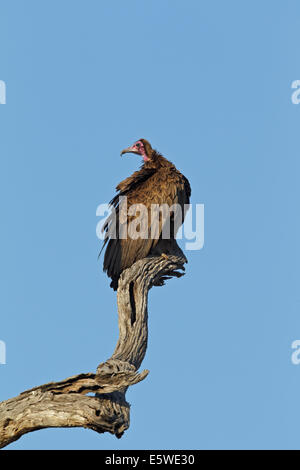 Hooded Vulture (Necrosyrtes monachus) appollaiato su un ramo di un albero Foto Stock