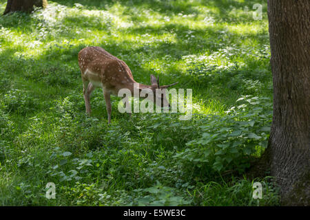 Daini fulvo di pascolare su fresco verde bosco in estate. Foto Stock