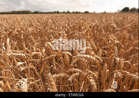 Vasti campi di grano pronto per la mietitura nel giardino del Kent vicino Headcorn con alcune nuvole minacciano pioggia da tagliare una ottimale Foto Stock