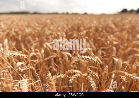 Vasti campi di grano pronto per la mietitura nel giardino del Kent vicino Headcorn con alcune nuvole minacciano pioggia da tagliare una ottimale Foto Stock