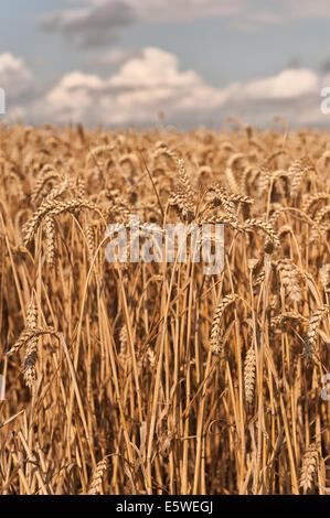 Vasti campi di grano pronto per la mietitura nel giardino del Kent vicino Headcorn con alcune nuvole minacciano pioggia da tagliare una ottimale Foto Stock