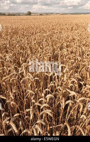 Vasti campi di grano pronto per la mietitura nel giardino del Kent vicino Headcorn con alcune nuvole minacciano pioggia da tagliare una ottimale Foto Stock