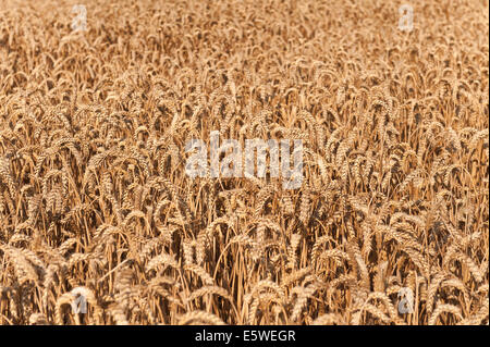 Vasti campi di grano pronto per la mietitura nel giardino del Kent vicino Headcorn con alcune nuvole minacciano pioggia da tagliare una ottimale Foto Stock