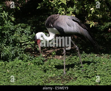 Wattled africana gru (Bugeranus carunculatus, anche Grus carunculata) Foto Stock