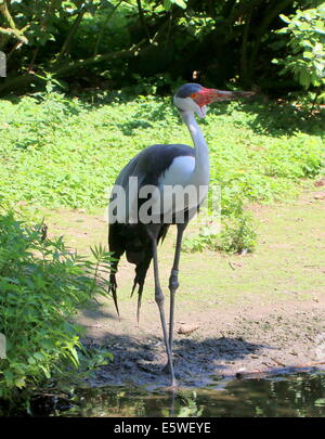 Wattled africana gru (Bugeranus carunculatus, anche Grus carunculata) Foto Stock