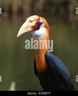 Close-up della testa di un maschio di Blyth's Hornbill o hornbill Papua (Rhyticeros plicatus) Foto Stock