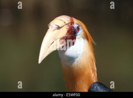 Close-up di un maschio spunky Blyth's Hornbill o hornbill Papua (Rhyticeros plicatus) rivolta verso la telecamera Foto Stock