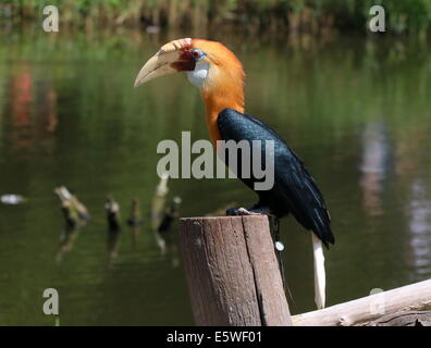 Close-up di un maschio di Blyth's Hornbill o hornbill Papua (Rhyticeros plicatus) Foto Stock