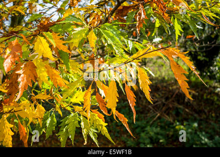 Foglie di cut-lasciava in faggio color svolta in autunno Foto Stock