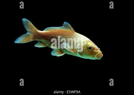 Ornamentali carpe koi, Carpa comune (Cyprinus carpio carpio), captive, Francia Foto Stock