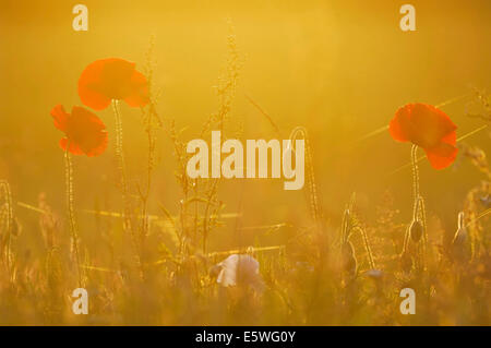 Il mais papavero (Papaver rhoeas) in serata luce posteriore Foto Stock