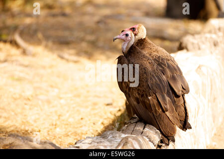 Due falda-di fronte gli avvoltoi (Aegypius tracheliotus, Torgos tracheliotus) seduti insieme, Kruger National Park, Sud Africa Foto Stock