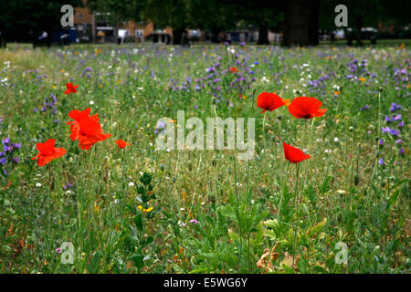 Prato urbano a Londra i campi, Hackney, Londra, Regno Unito Foto Stock