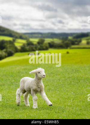 Molla gamboling agnello in un prato in Yorkshire Dales, England, Regno Unito Foto Stock