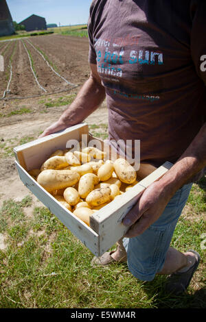 Raccolta di fattoria Foto Stock