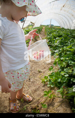 Raccolta di fattoria Foto Stock