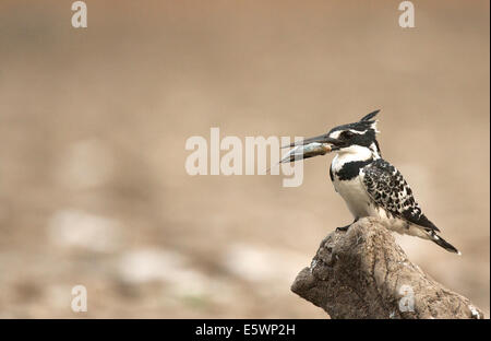 Pied kingfisher con pesce nel becco, Mana Pools, Zimbabwe Foto Stock