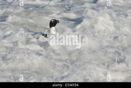 Pinguino africano (Spheniscus demersus) nel surf vicino a Città del Capo in Sud Africa. Foto Stock