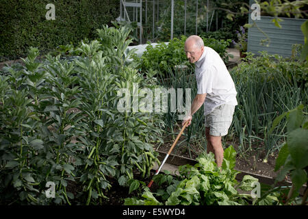 Senior uomo rastrellatura il suo orto Foto Stock