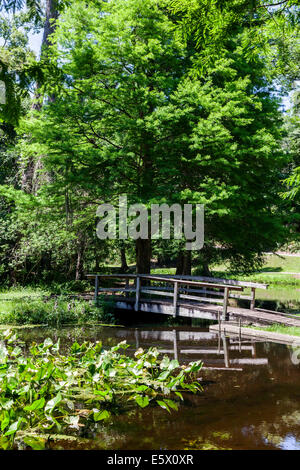 Un basso ponte di legno attraversa un pittoresco laghetto costeggiata da cipressi nel burrone giardini del Parco Statale di Palatka, in Florida, Stati Uniti d'America. Foto Stock