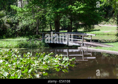 Un basso ponte di legno attraversa un pittoresco laghetto costeggiata da cipressi nel burrone giardini del Parco Statale di Palatka, in Florida, Stati Uniti d'America. Foto Stock