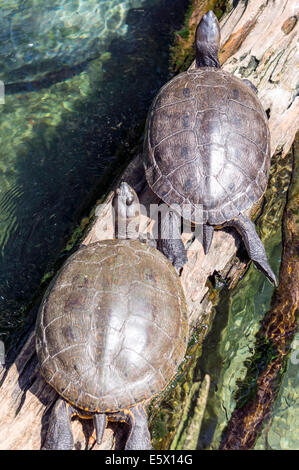 Pianura Costiera Cooter (Pseudemys concinna floridana) o Florida Cooter, specie di erbivori tartarughe di acqua dolce sole sul log. Foto Stock