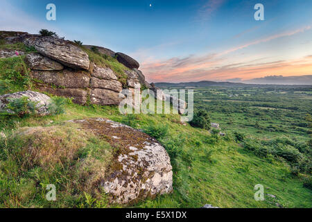 Robusto mori a Helman Tor vicino a Bodmin in Cornovaglia Foto Stock