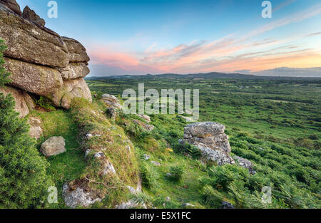 Robusto mori a Helman Tor vicino a Bodmin in Cornovaglia Foto Stock