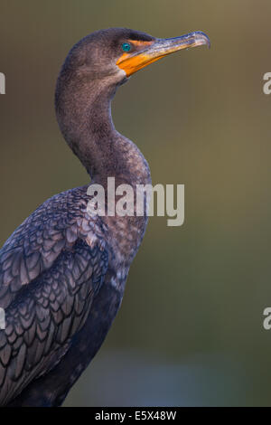 Double-crested cormorano (Phalacrocorax auritus) Foto Stock
