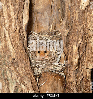 Hazel ghiro (Muscardinus avellanarius) in il nido Foto Stock