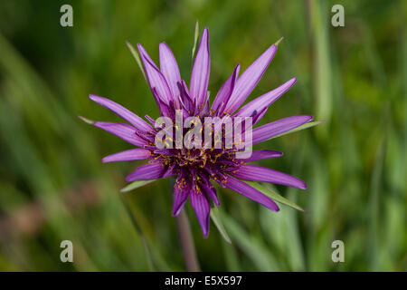 Salsefrica (Tragopogon porrifolius) fiore Foto Stock
