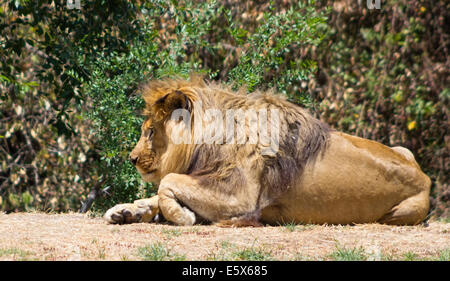 Grandi mane Lion, riposa nella savana Foto Stock