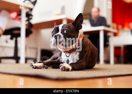 Ritratto di cane curioso sdraiato sul tappeto in un ufficio Foto Stock