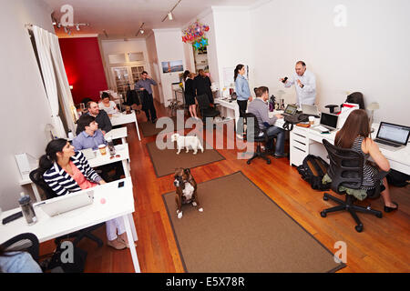 Le persone a lavorare in un ufficio moderno con i cani Foto Stock
