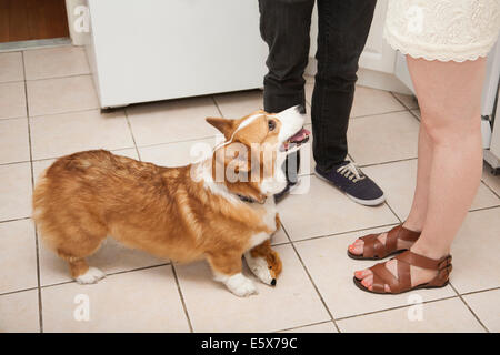 Ritagliato shot coppia giovane e cane corgi in cucina Foto Stock