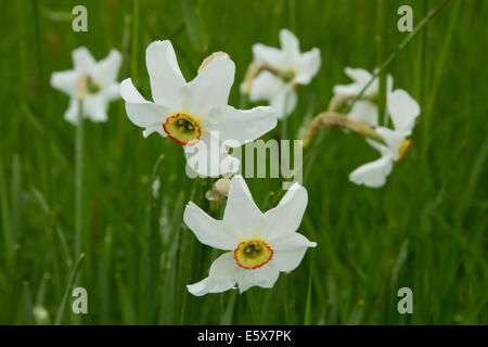 Il fagiano-eye Narcissus (Narcissus poeticus) Foto Stock