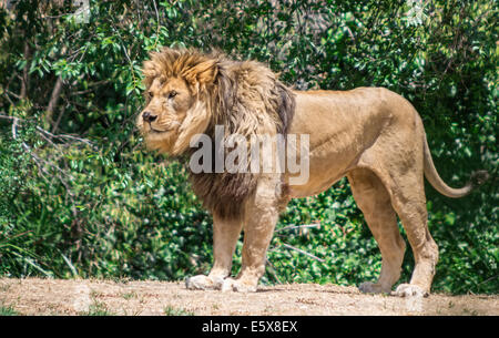 Grandi mane Lion, vagano in cerca di una diga Foto Stock