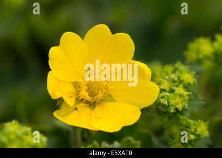 Alpine Avens (Geum montanum) Foto Stock