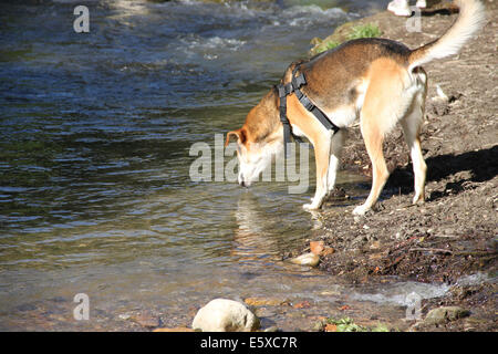 Sete cane acqua potabile in un fiume Foto Stock