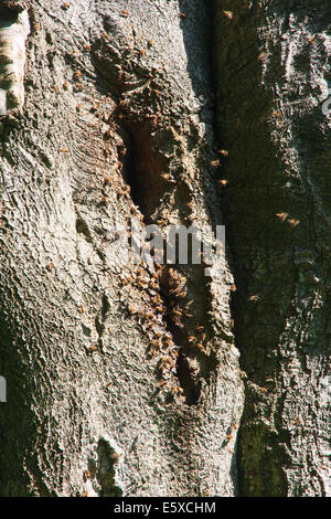 Api mellifere nesting in una struttura ad albero cavo Foto Stock