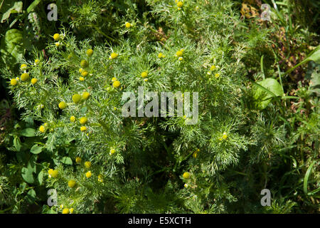 Ananas pianta Mayweed Foto Stock