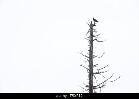 Un corvo in Alaska Wildlife Conservation Centre, Girdwood, Alaska. Foto Stock