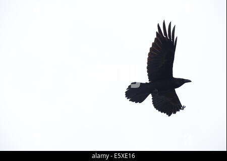 Un corvo in Alaska Wildlife Conservation Centre, Girdwood, Alaska. Foto Stock