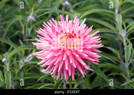 Rosa tipo Cactus Dahlia crescono in un confine erbacee. Foto Stock