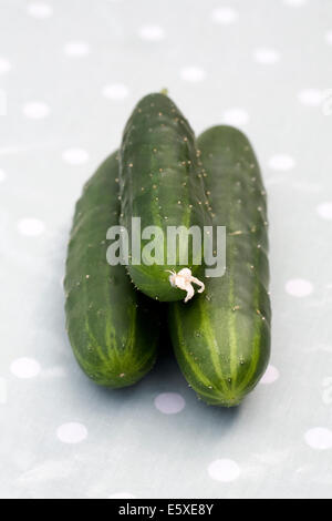 Cucumis sativus. Tre raccolti di fresco cetrioli. Foto Stock