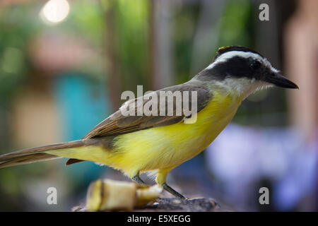 Grande Kiskedee(Pitangus sulfuratus) in territorio urbano Foto Stock